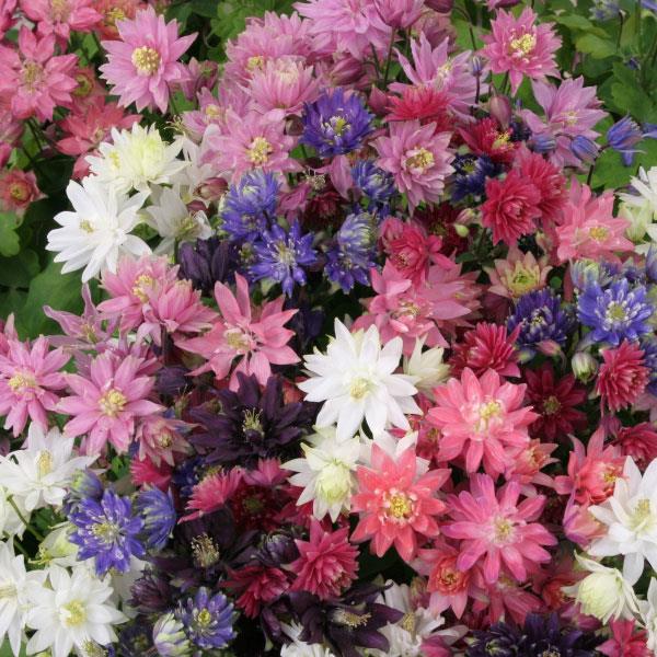 Аquilegia Clementine (1095)